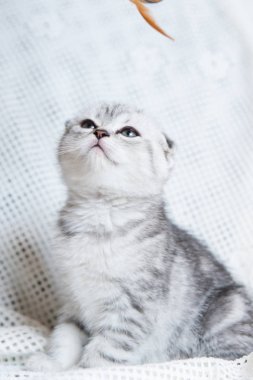 Küçük bir yavru kedi namlu