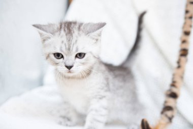 Küçük bir yavru kedi namlu