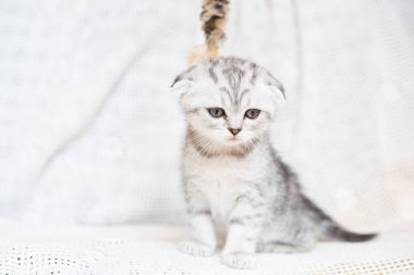 Küçük bir yavru kedi namlu