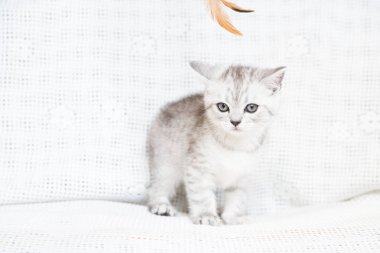 Küçük bir yavru kedi namlu