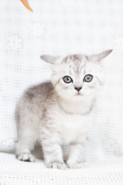 Küçük bir yavru kedi namlu