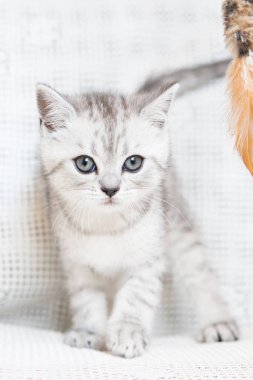 Küçük bir yavru kedi namlu