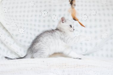 Küçük bir yavru kedi namlu