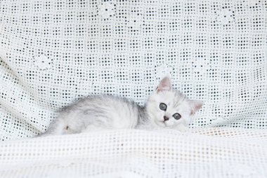 Küçük bir yavru kedi namlu