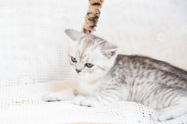 Küçük bir yavru kedi namlu