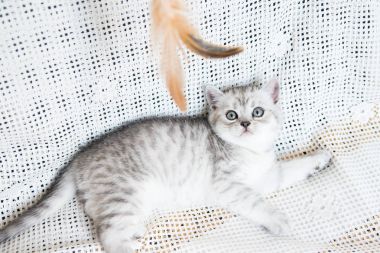 Küçük bir yavru kedi namlu