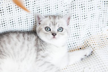 Küçük bir yavru kedi namlu