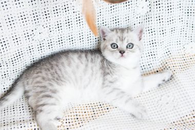 Küçük bir yavru kedi namlu