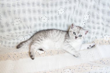 Küçük bir yavru kedi namlu