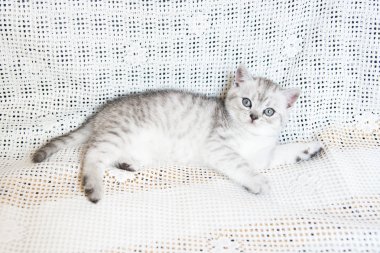 Küçük bir yavru kedi namlu