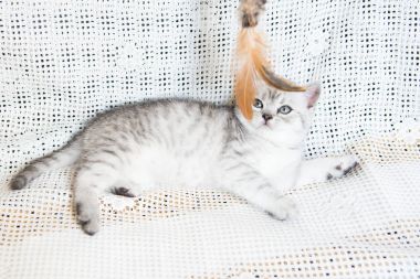 Küçük bir yavru kedi namlu