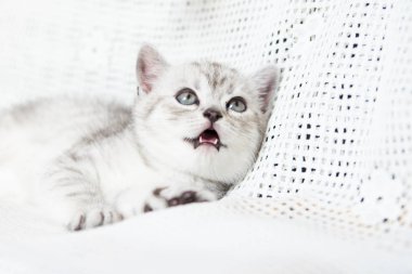 Küçük bir yavru kedi namlu