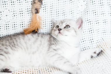 Küçük bir yavru kedi namlu