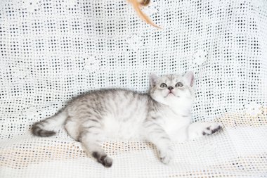 Küçük bir yavru kedi namlu