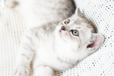 Küçük bir yavru kedi namlu