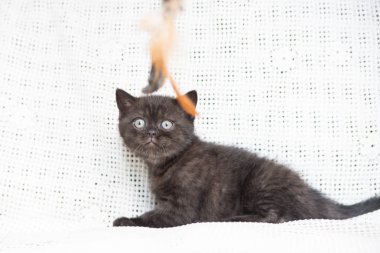 Küçük bir yavru kedi namlu