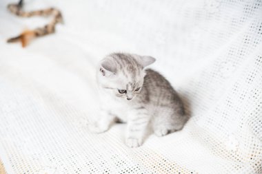 Küçük bir yavru kedi namlu