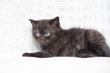 Küçük bir yavru kedi namlu