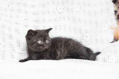 Küçük bir yavru kedi namlu