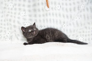 Küçük bir yavru kedi namlu