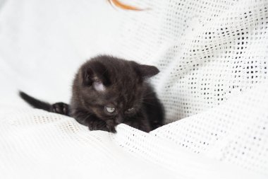 Küçük bir yavru kedi namlu