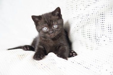 Küçük bir yavru kedi namlu