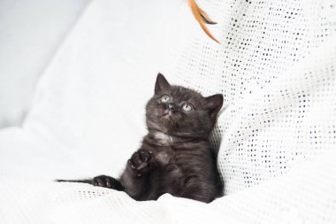 Küçük bir yavru kedi namlu