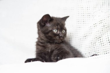 Küçük bir yavru kedi namlu