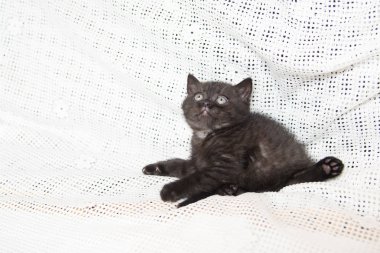 Küçük bir yavru kedi namlu