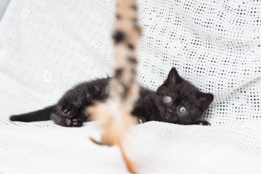 Küçük bir yavru kedi namlu