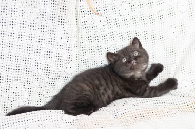 Küçük bir yavru kedi namlu