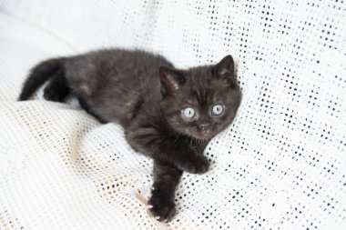 Küçük bir yavru kedi namlu