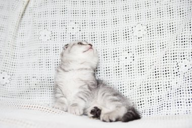 Küçük bir yavru kedi namlu