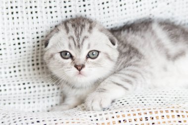 Küçük bir yavru kedi namlu