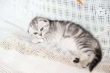 Küçük bir yavru kedi namlu