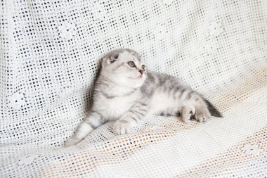 Küçük bir yavru kedi namlu