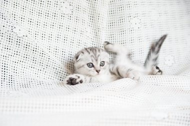 Küçük bir yavru kedi namlu