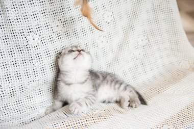 Küçük bir yavru kedi namlu