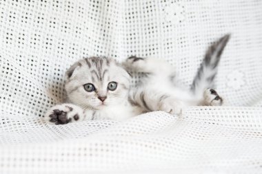 Küçük bir yavru kedi namlu