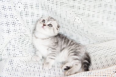 Küçük bir yavru kedi namlu