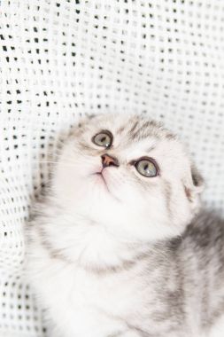 Küçük bir yavru kedi namlu