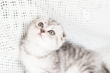 Küçük bir yavru kedi namlu