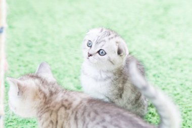 Küçük bir yavru kedi namlu