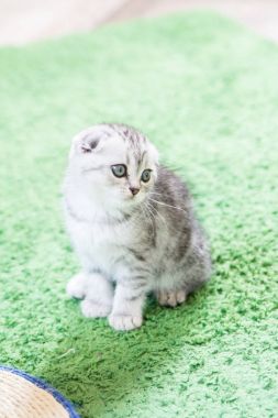 Küçük bir yavru kedi namlu