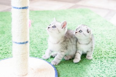 Küçük bir yavru kedi namlu