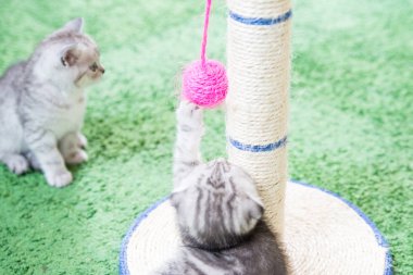 Küçük bir yavru kedi namlu