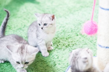 Küçük bir yavru kedi namlu