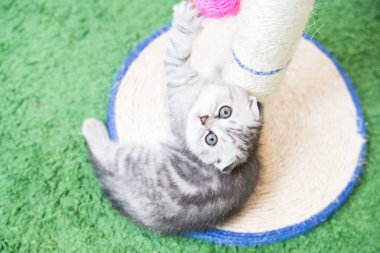 Küçük bir yavru kedi namlu