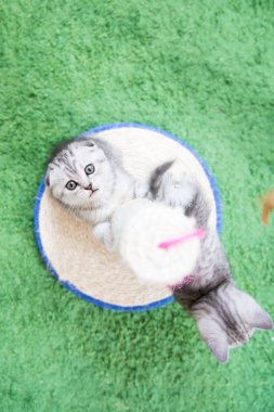 Küçük bir yavru kedi namlu