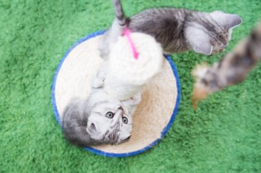 Küçük bir yavru kedi namlu